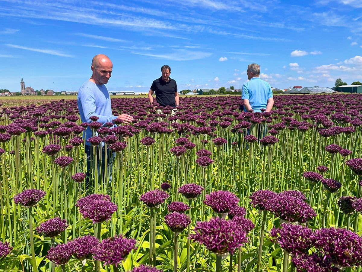 Alliam flowers The Vital Link Between Sustainable Floriculture Practices and Climate Resilience