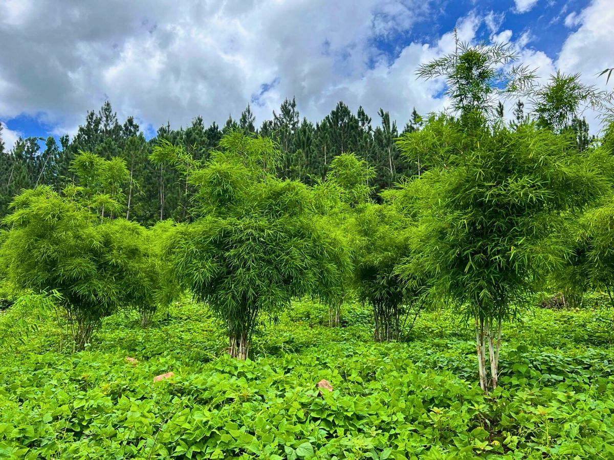 Bamboo plants Sustainable Floriculture and Climate Change: What Is the Role of the Industry in Carbon Capture and Climate Resilience