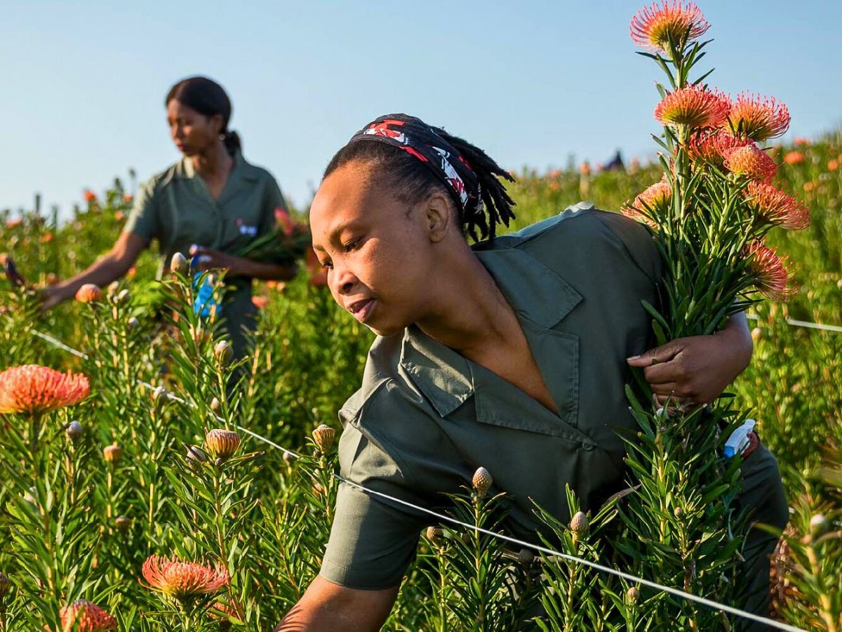 Cape flora Sustainable Floriculture and Climate Change: What Is the Role of the Industry in Carbon Capture and Climate Resilience