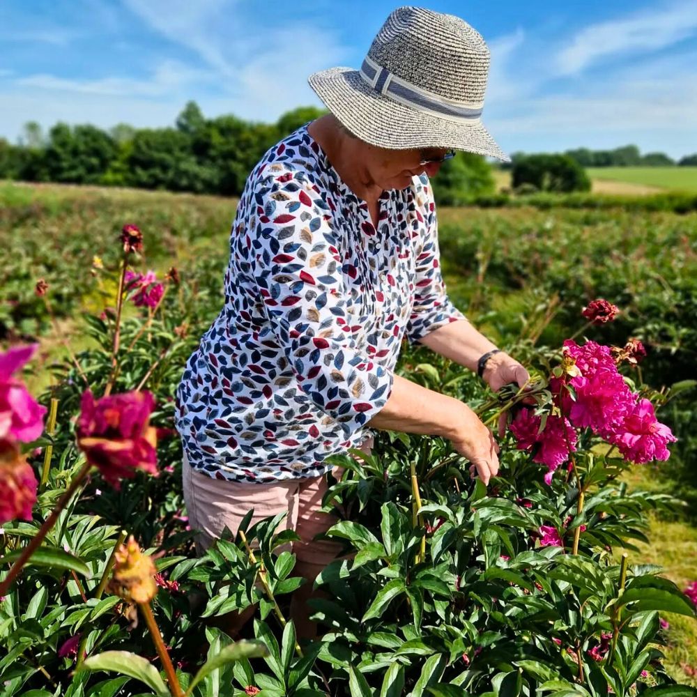 Peonies Sustainable Floriculture and Climate Change: What Is the Role of the Industry in Carbon Capture and Climate Resilience