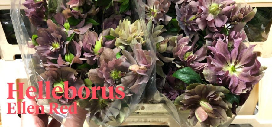 Peter's weekly Menu 16 - helleborus Ellen Red - Marco Glasbergen - Cut Flowers - on Thursd