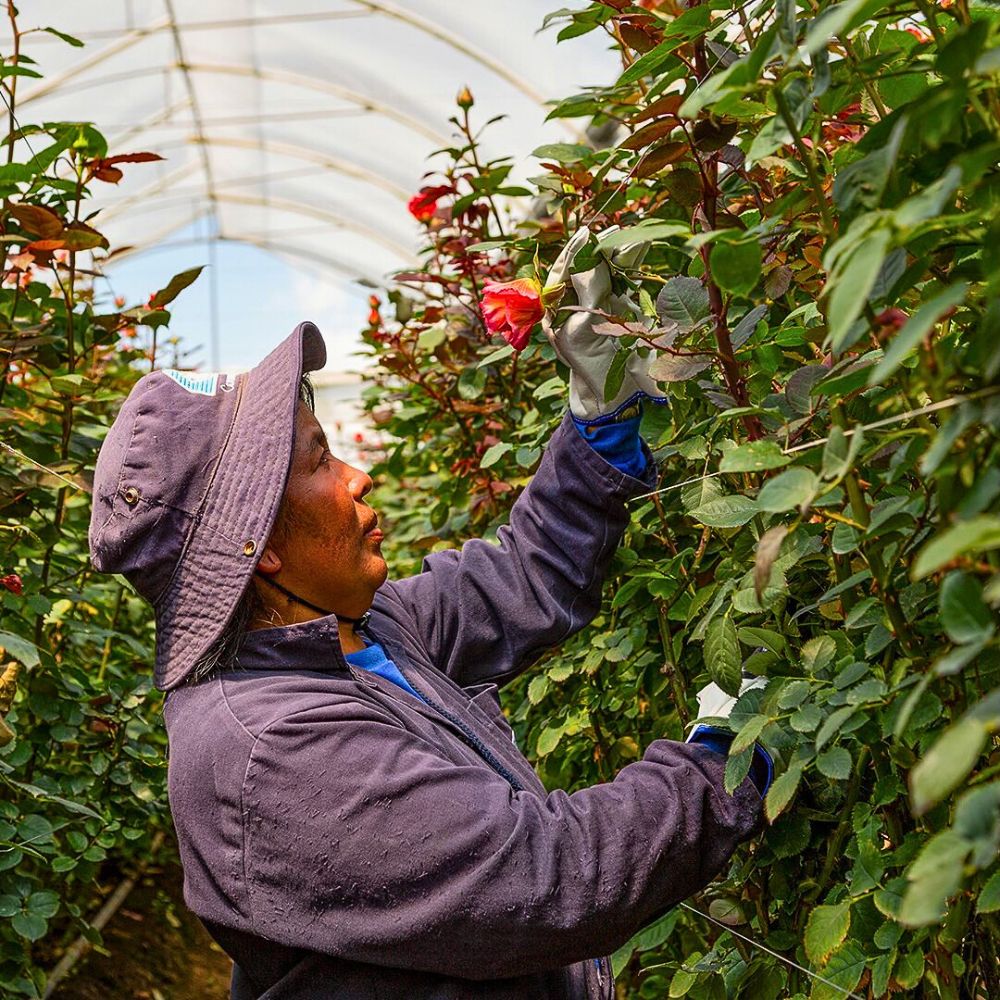 Roses Sustainable Floriculture and Climate Change: What Is the Role of the Industry in Carbon Capture and Climate Resilience