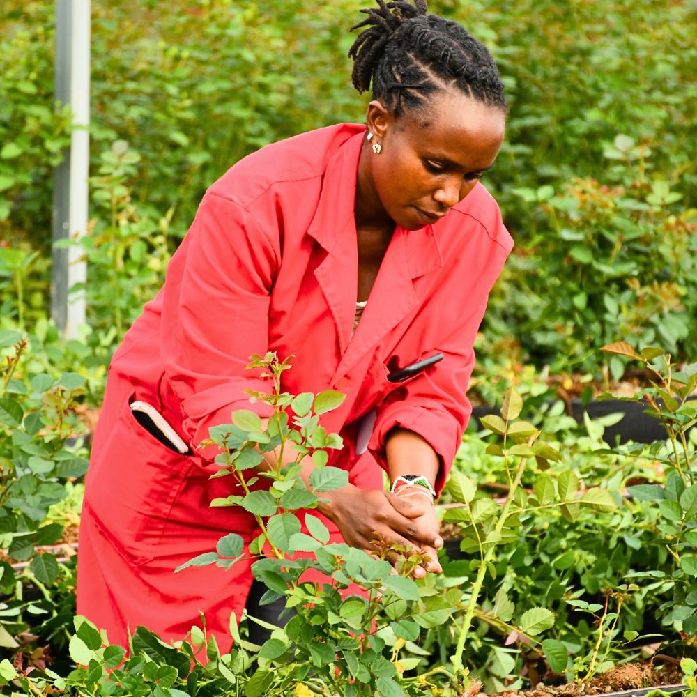 Roses Sustainable Floriculture and Climate Change: What Is the Role of the Industry in Carbon Capture and Climate Resilience