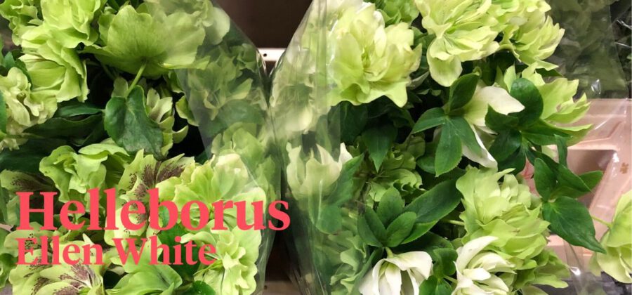 Peter's weekly Menu 16 - Helleborus Ellen White - Marco Glasbergen - Cut Flowers - on Thursd 