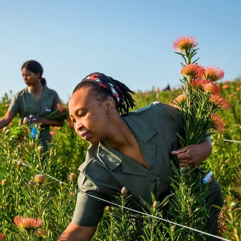 Sustainable Floriculture and Climate Change: What Is the Role of the Industry in Carbon Capture and Climate Resilience