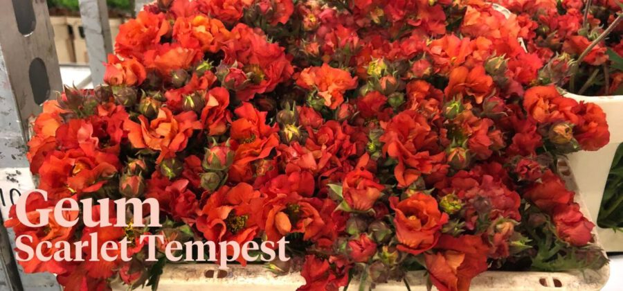 Peter's weekly Menu 16 - Geum Scarlet Tempest- NJS Janson - Cut Flowers - on Thursd
