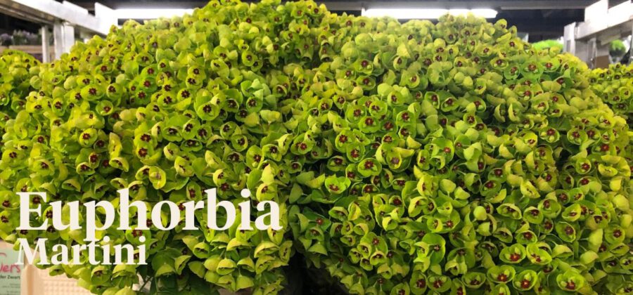 Peter's weekly Menu 16 - Euphorbia Martini - VDZ Flowers - Cut Flowers - on Thursd