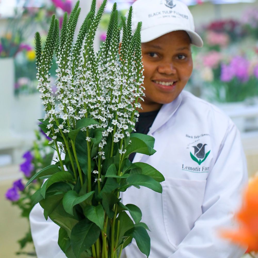 Veronica flower grown at Black Tulip Flowers 10 Questions to Mohan