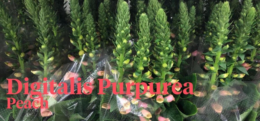 Peter's weekly Menu 16 - Digitalis Purpurea - Ron Scheffers - Cut Flowers - on Thursd
