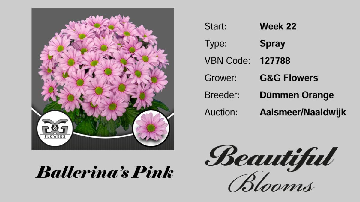 Spray Chrysanthemum-Ballerinas Pink by G and G Flowers