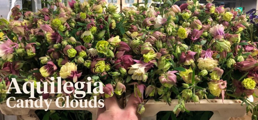 Peter's weekly Menu 16 - Aquilegia Candy Clouds - AL de Vroomen - Cut Flowers - on Thursd.