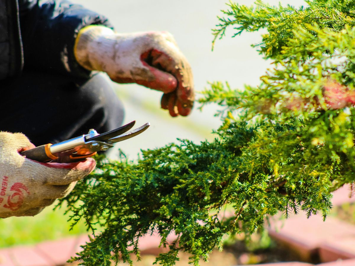 Weeding and pruning garden plants Weeding and pruning garden plants