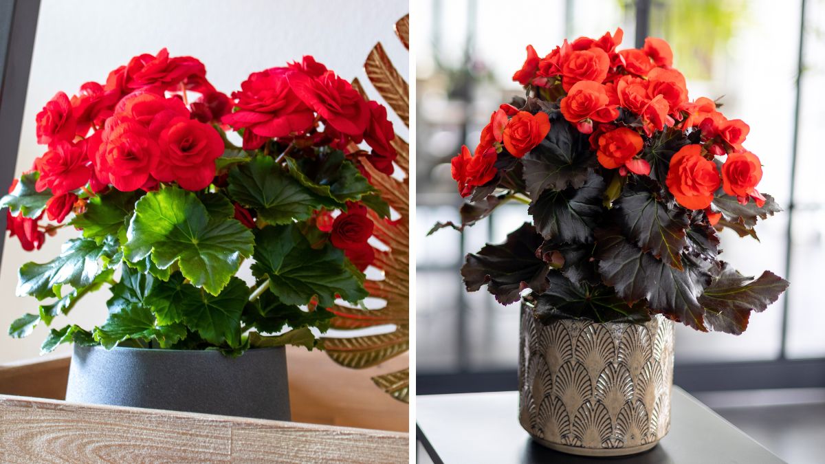 Begonia Halo and Mocca Orange from Koppe Begonia Begonia Halo and Mocca Orange from Koppe Begonia