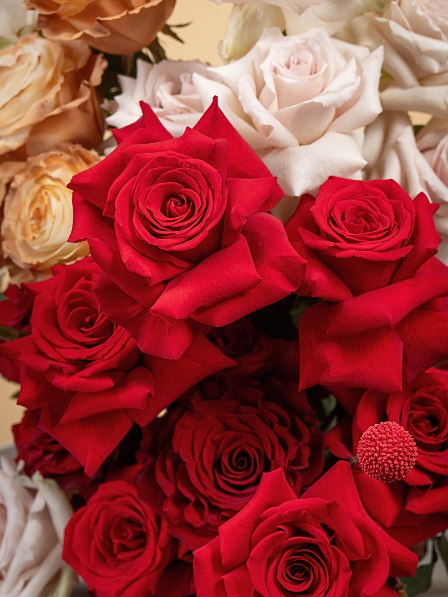 Red rose Freedom by Mystic Flowers Red rose Freedom by Mystic Flowers