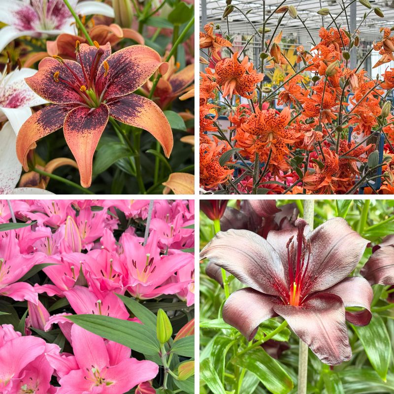 Lilies at Dutch Lily Days