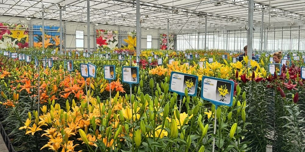 Lilies at Dutch Lily Days