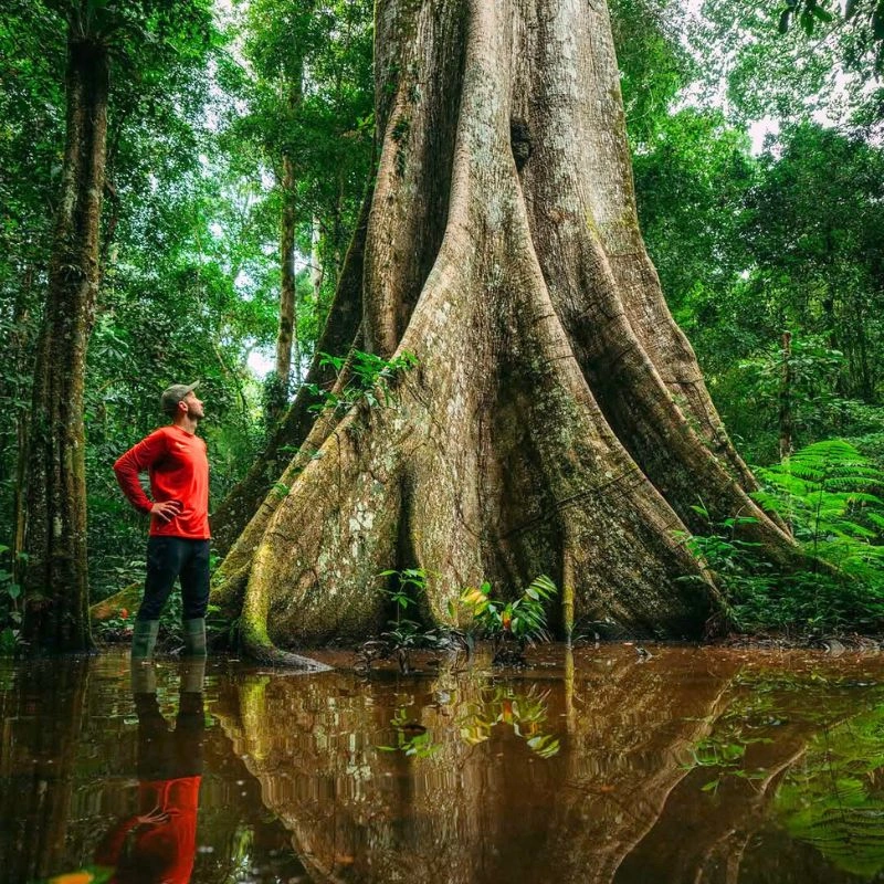 World Rainforest Day