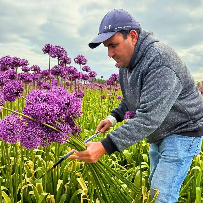 The Allium Approach of J.M. Van Berkel and Flores de Andalusia Guarantees Year-Round Flowering