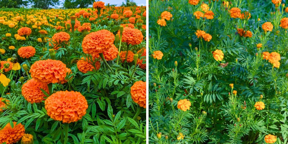 Marigolds flourishing in gardens
