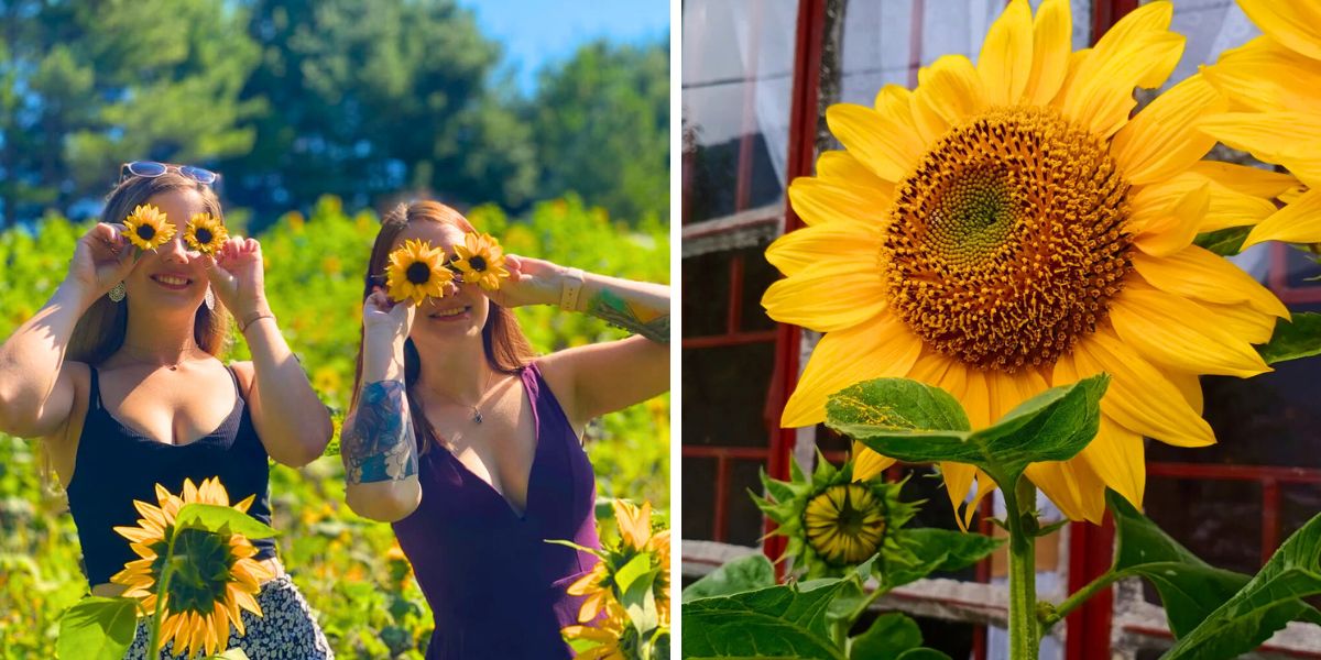 Sunflowers self pollinating flowers