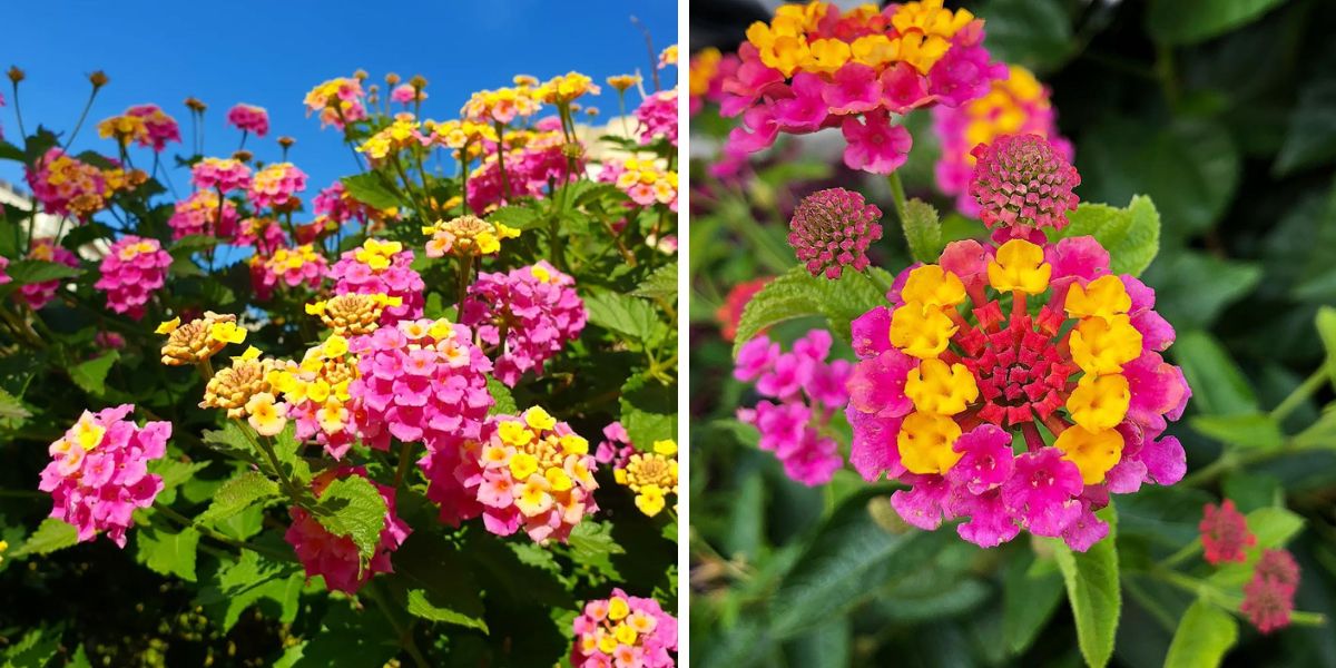Bright pink and yellow Lantana flowers