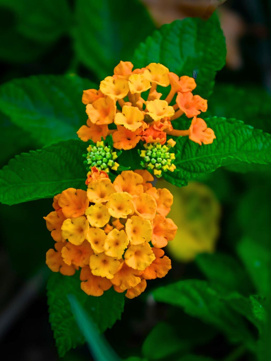 Orange toned Lantana flowers