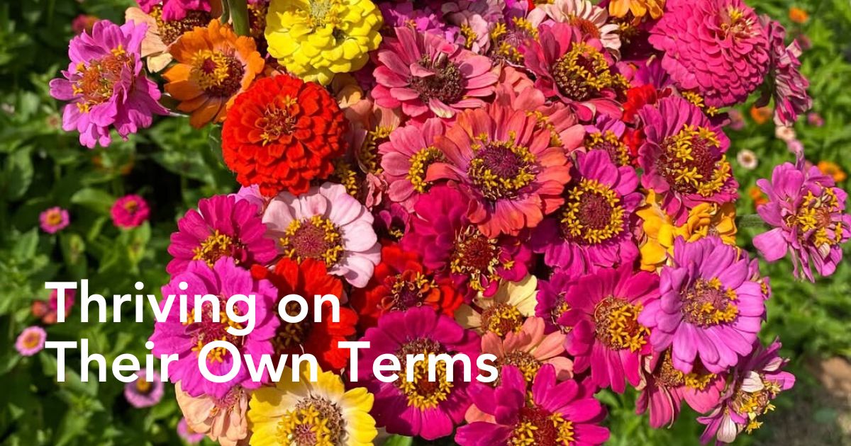 Colorful bunch of zinnias