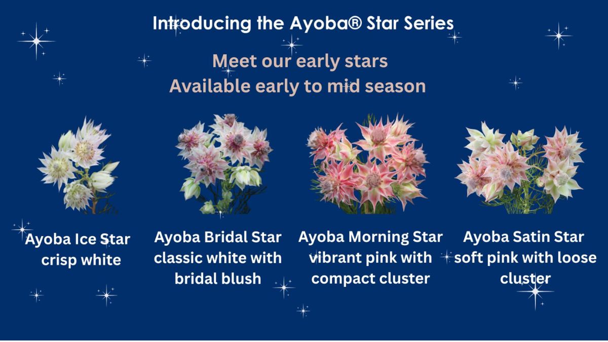 Ayoba Star Series by Ayoba