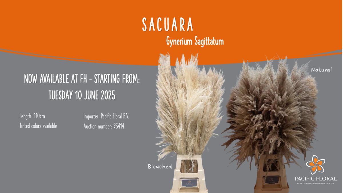 Sacuara Gynerium Sagittatum by Pacific Floral