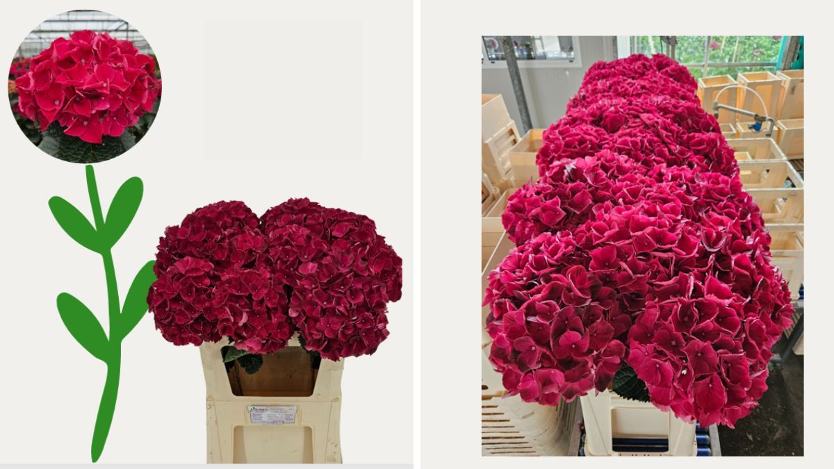 Hydrangea Pink Ruby by De Hoge Es