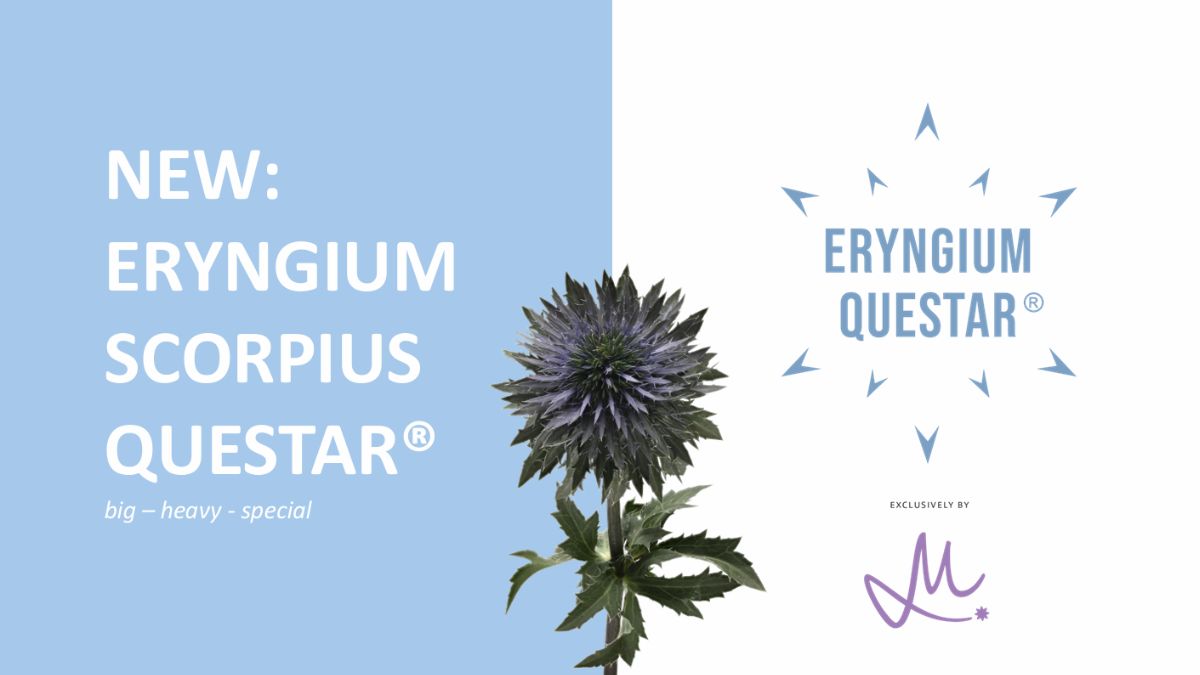 Eryngium Scorpius Questar by Marginpar