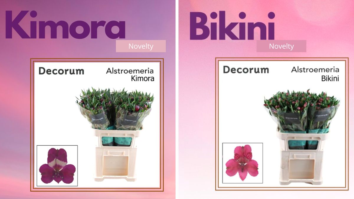 Alstroemeria Kimora and Bikini by Together2Grow
