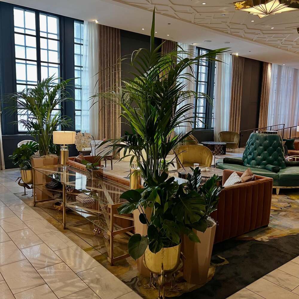 Tropical plant for you home Tropical plant for you home