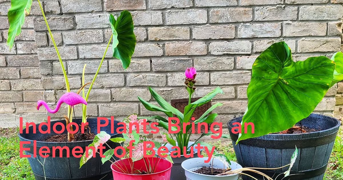 Happy Plants
