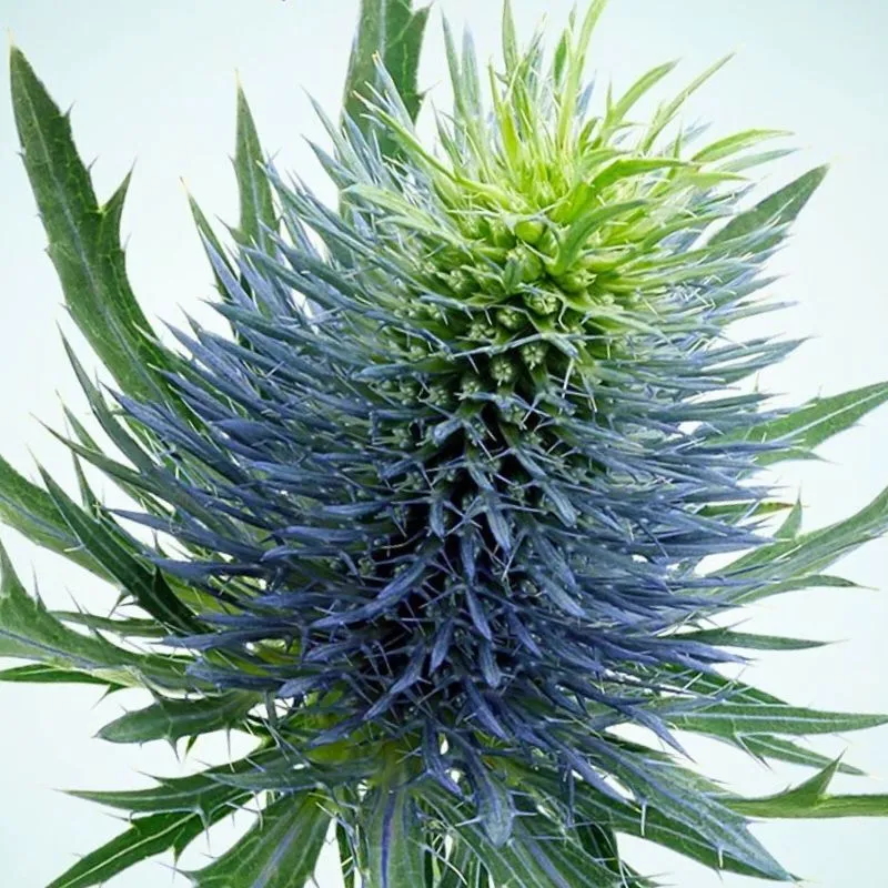 Eryngium Scorpius Questar by Marginpar