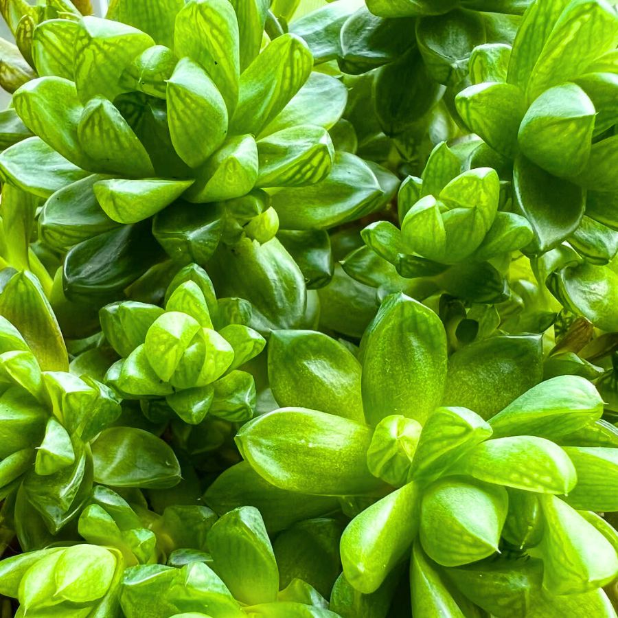 Haworthia Cymbiformis by Planty Aunty Haworthia Cymbiformis by Planty Aunty