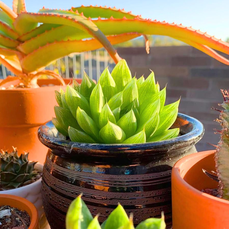 Haworthia Cymbiformis by thedesertpod Haworthia Cymbiformis by thedesertpod