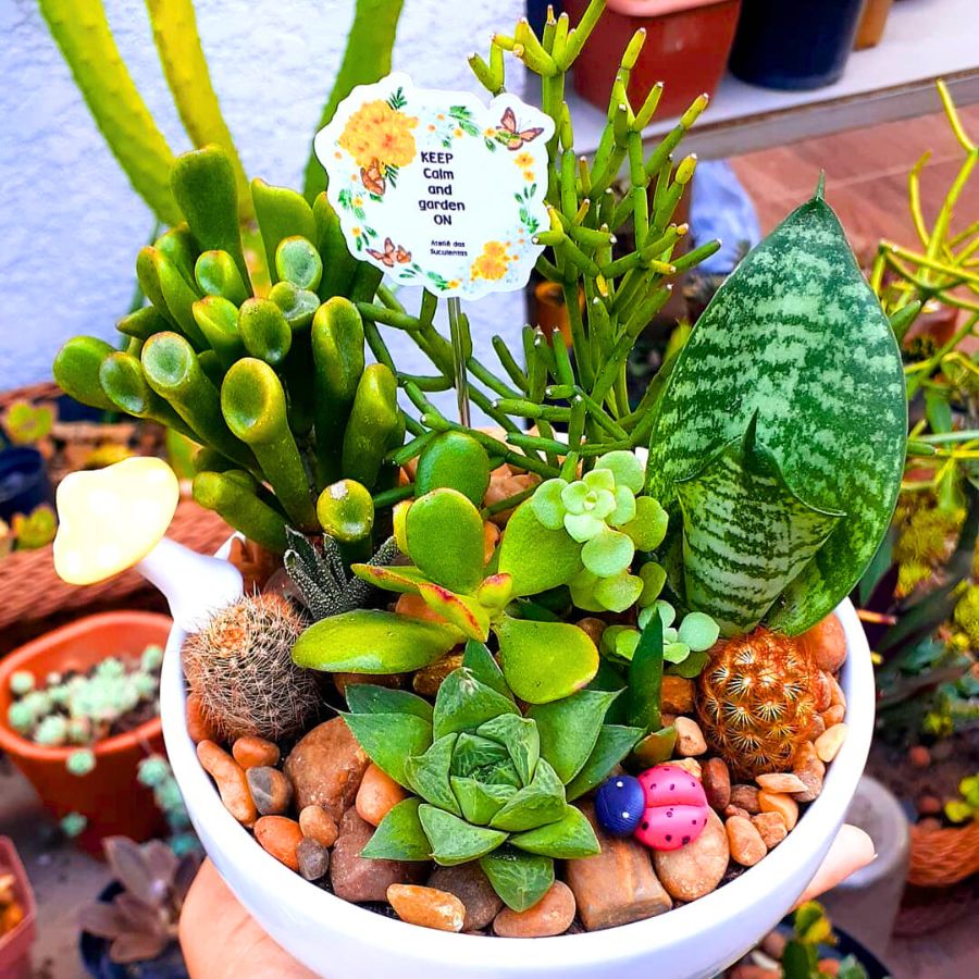 Haworthia Cymbiformis by Atelie das suculentas groot Haworthia Cymbiformis by Atelie das suculentas groot