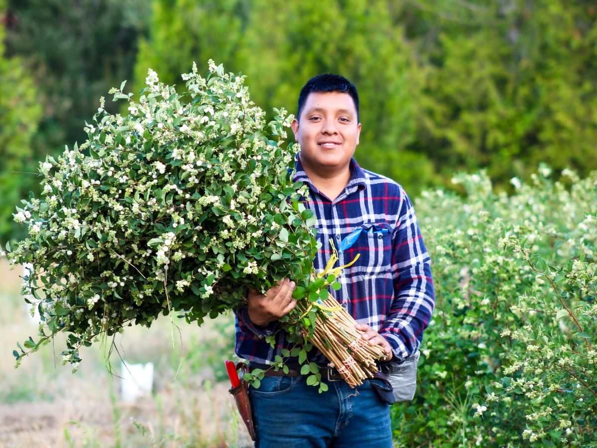 Snowberry by Continental Floral Greens Snowberry by Continental Floral Greens
