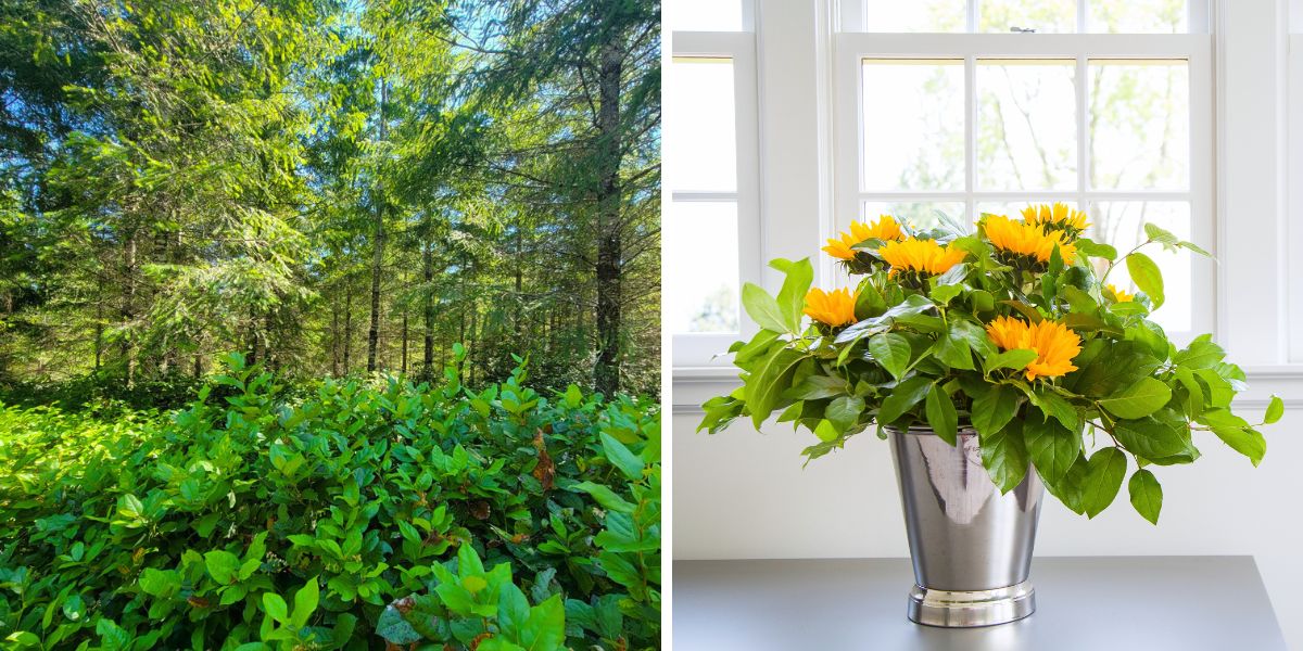 Salal farm by CFG and salal in lifestyle decor Salal farm by CFG and salal in lifestyle decor