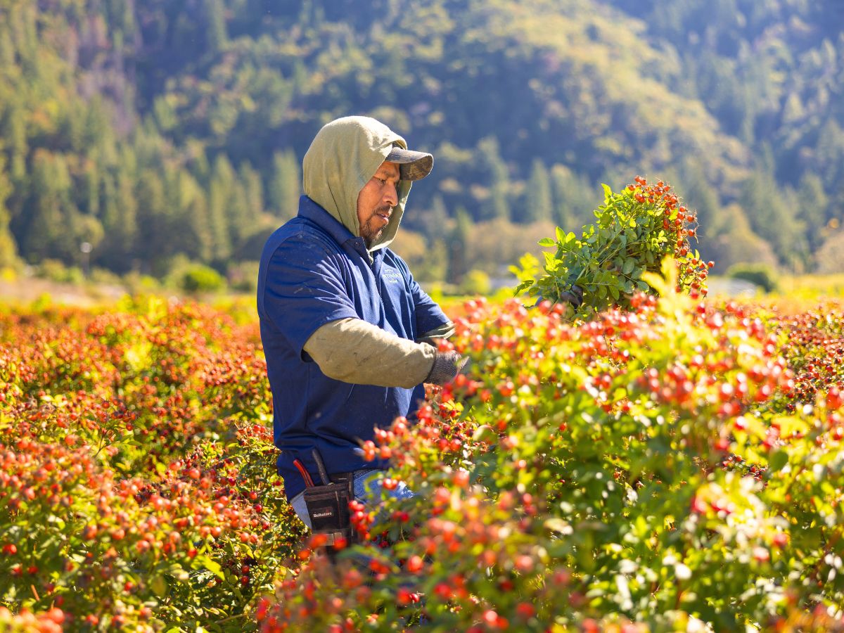 Rosehip harvest in full bloom Rosehip harvest in full bloom