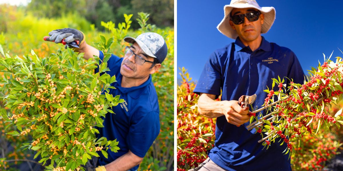 Spring and winter Ilex by CFG Spring and winter Ilex by CFG