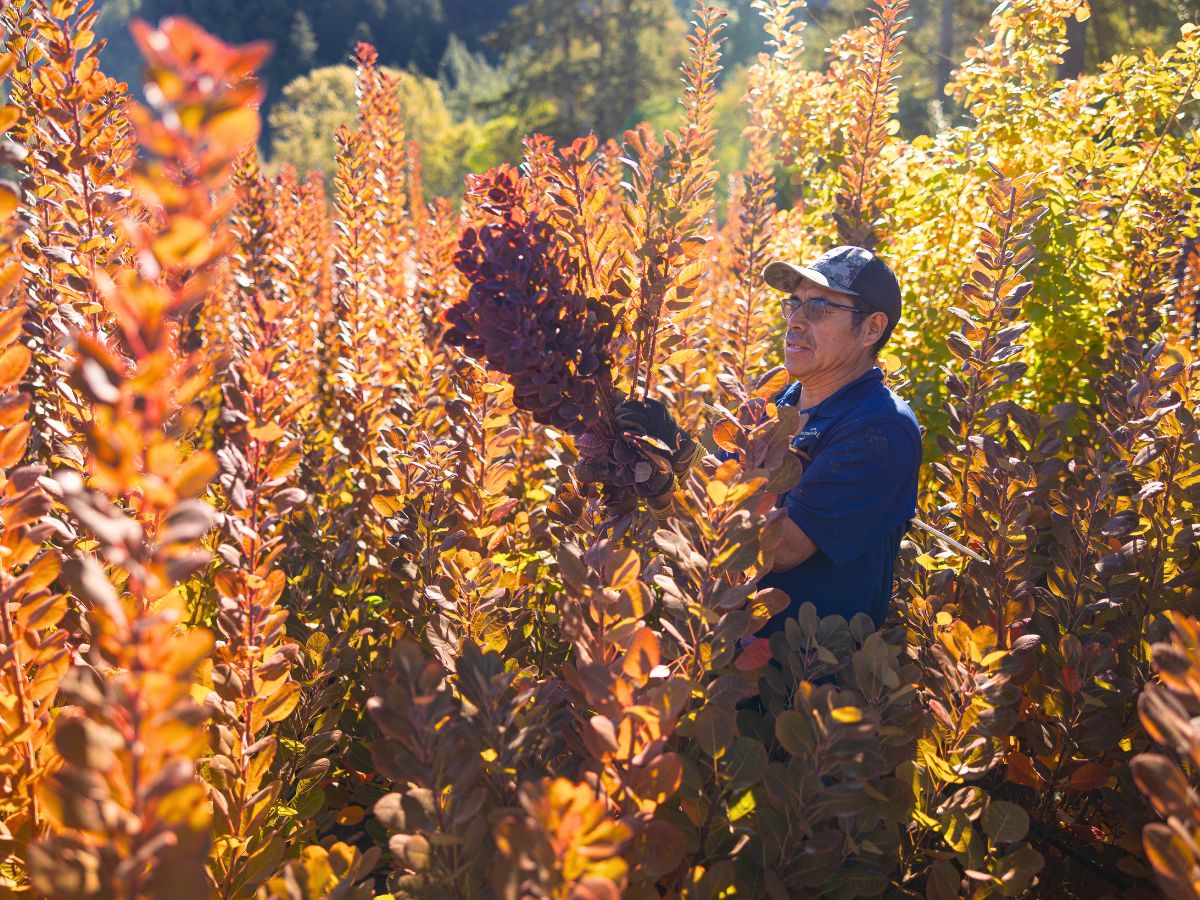 Cotinus harvest by CFG Cotinus harvest by CFG