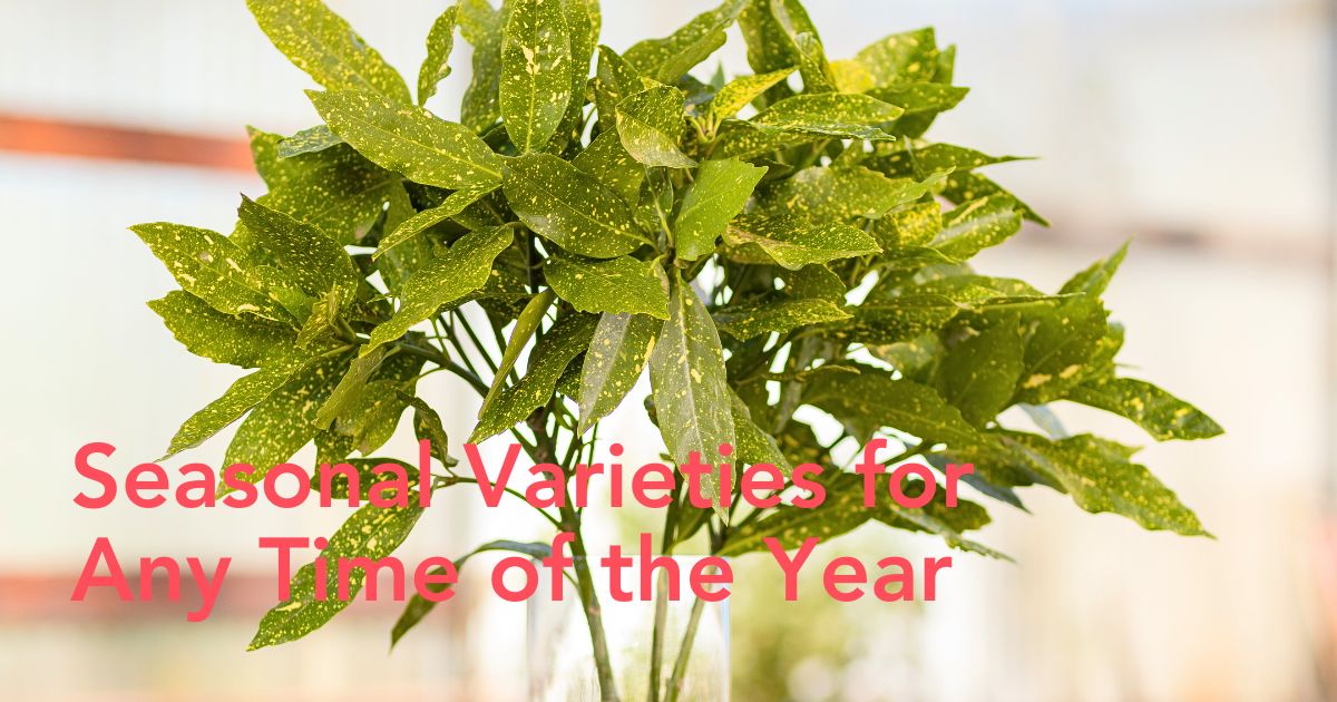 Seasonal varieties by CFG