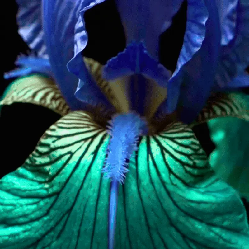 Blue Iris AI Art featured