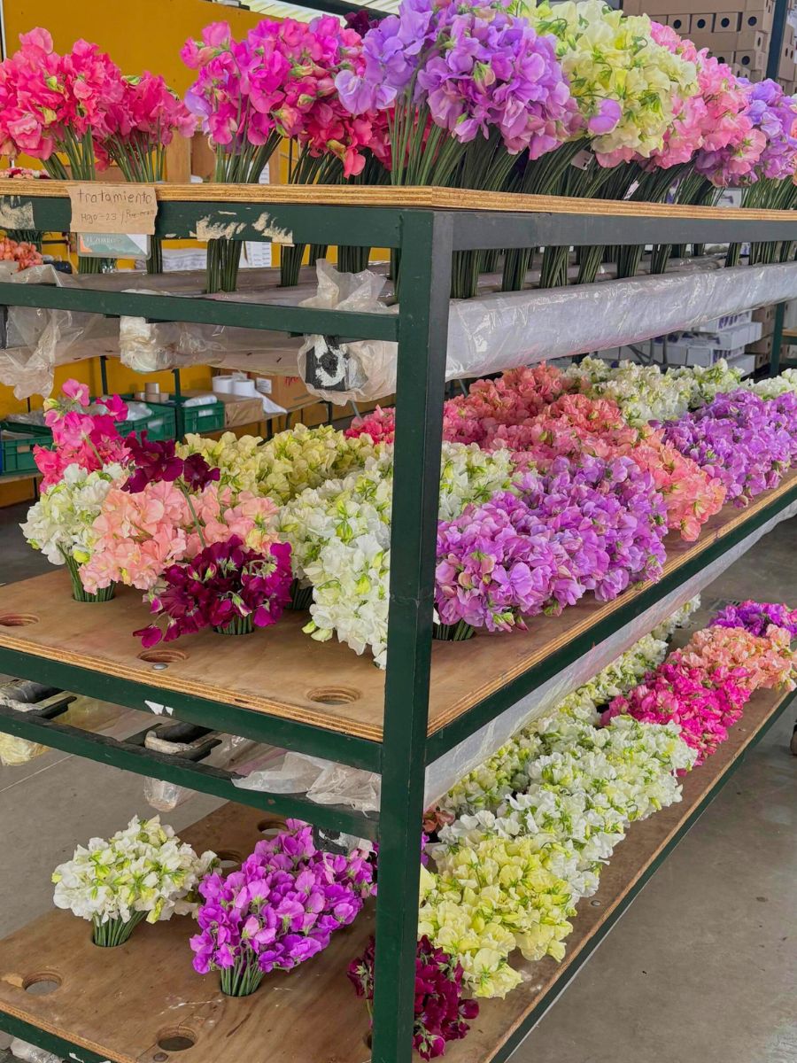 Colorful sweetpea flowers Colorful sweetpea flowers