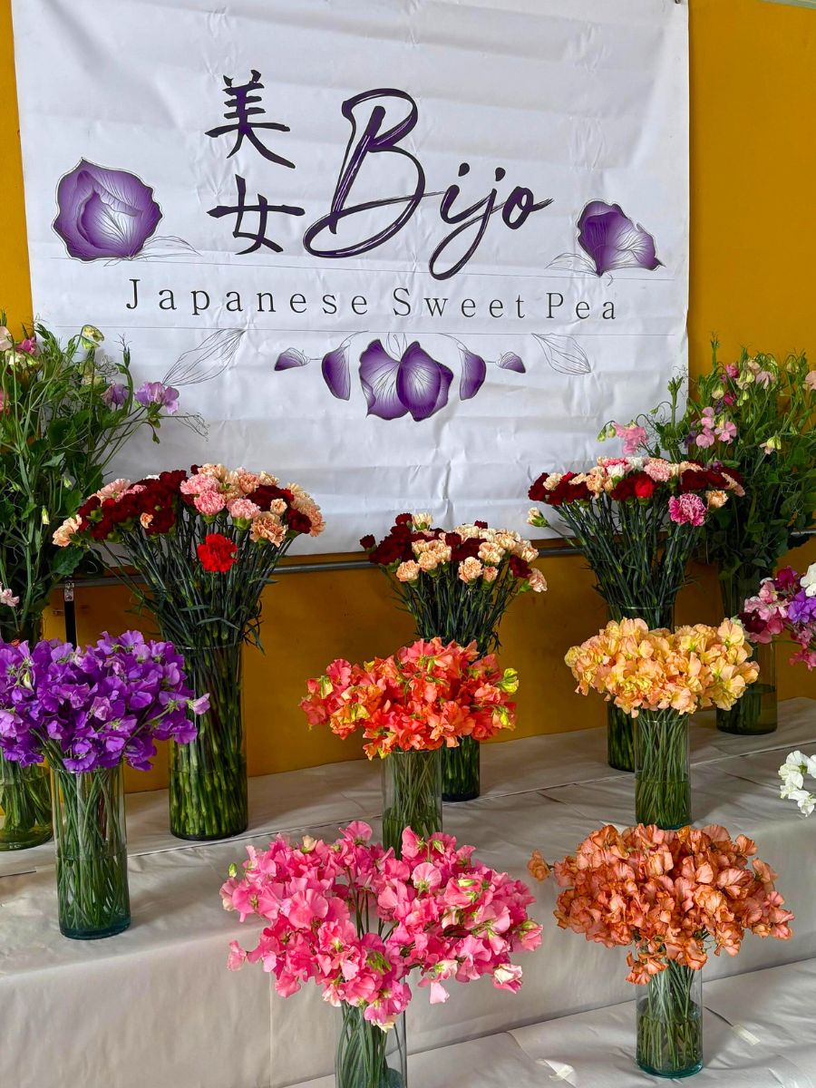 Bijo Japanese Sweet Pea Bijo Japanese Sweet Pea