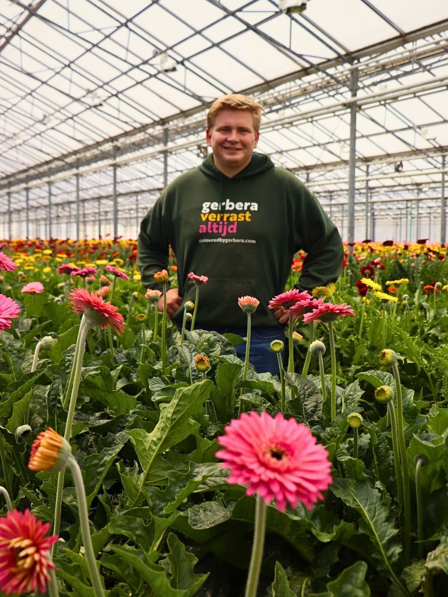 Gerbera farm Zero-Waste Floriculture and Its Benefits in a Sustainable Flower Industry