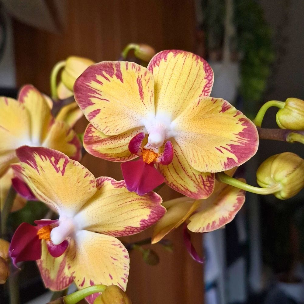 Phalaenopsis 10 Questions to Kazi Sagar
