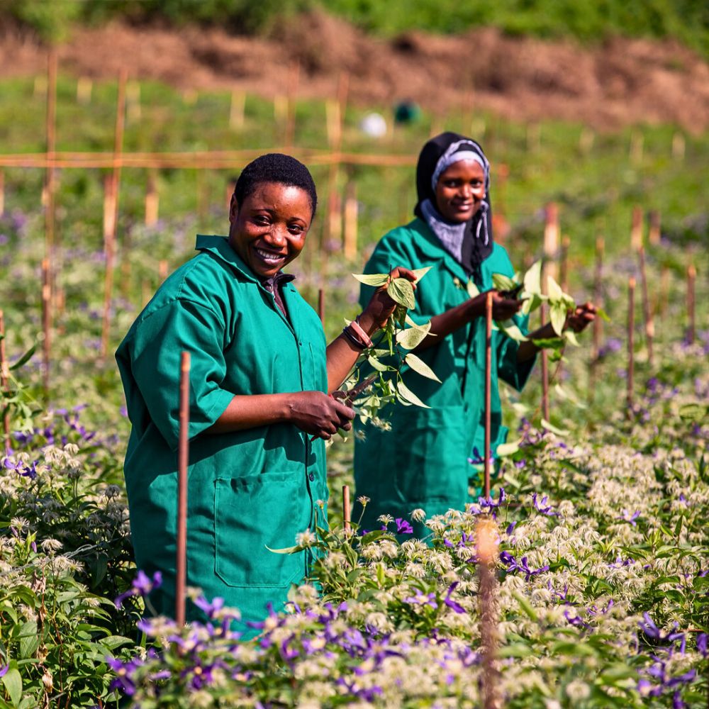 Clematis flowers Zero-Waste Floriculture and Its Benefits in a Sustainable Flower Industry